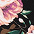 Black Floral
