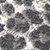 Grey Leopard